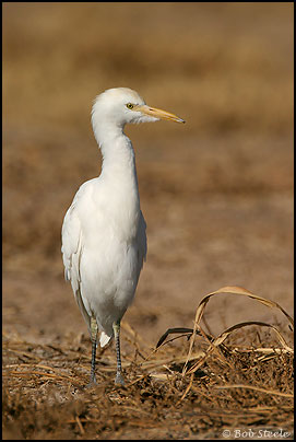 Cattle Egret (Bubulcus ibis)