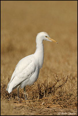 Cattle Egret (Bubulcus ibis)