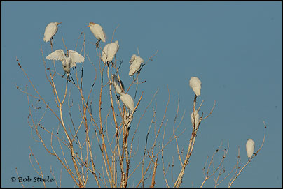 Cattle Egret (Bubulcus ibis)