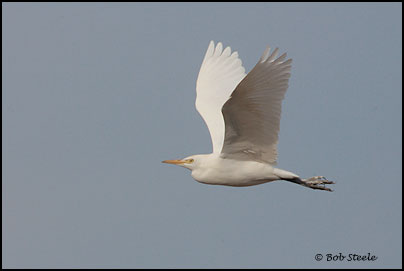 Cattle Egret (Bubulcus ibis)