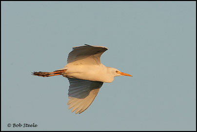 Cattle Egret (Bubulcus ibis)