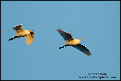 Cattle Egret (Bubulcus ibis)