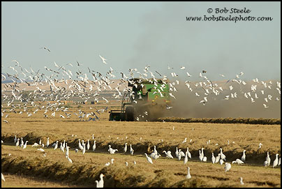 Cattle Egret (Bubulcus ibis)