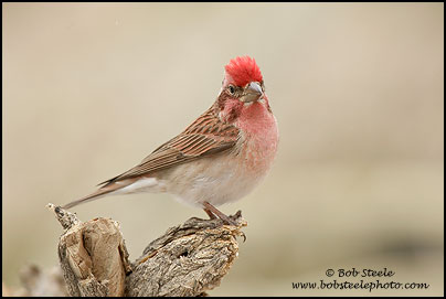 Cassin's Finch (Carpodacus cassinii)