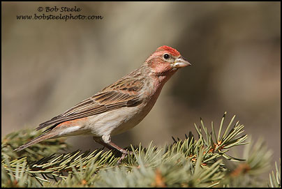 Cassin's Finch (Carpodacus cassinii)