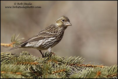 Cassin's Finch (Carpodacus cassinii)