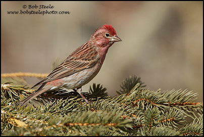 Cassin's Finch (Carpodacus cassinii)