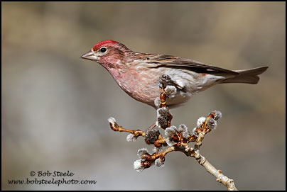Cassin's Finch (Carpodacus cassinii)