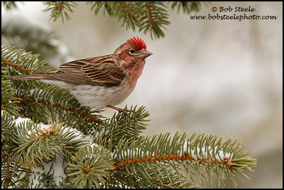 Cassin's Finch (Carpodacus cassinii)