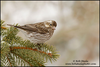 Cassin's Finch (Carpodacus cassinii)