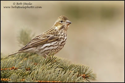 Cassin's Finch (Haemorhous cassinii)