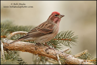 Cassin's Finch (Haemorhous cassinii)