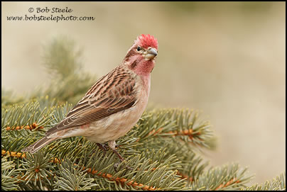 Cassin's Finch (Haemorhous cassinii)