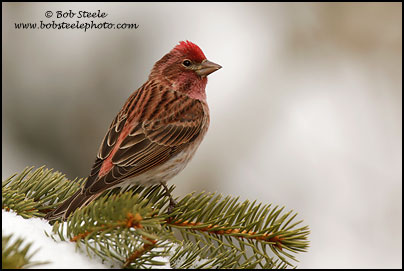 Cassin's Finch (Carpodacus cassinii)