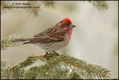 Cassin's Finch (Carpodacus cassinii)