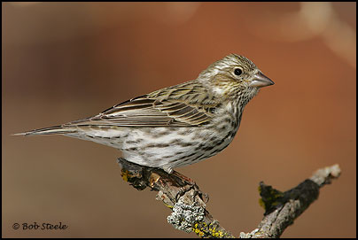 Cassin's Finch (Carpodacus cassinii)