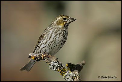 Cassin's Finch (Carpodacus cassinii)