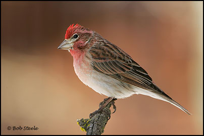 Cassin's Finch (Carpodacus cassinii)