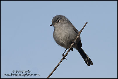 California Gnatcatcher (Polioptila californica)