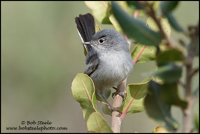 California Gnatcatcher (Polioptila californica)