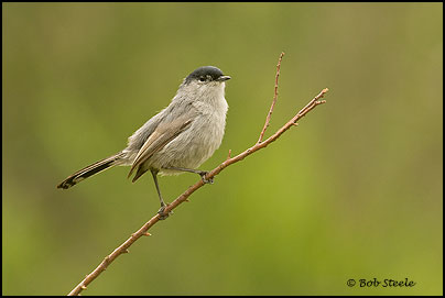 California Gnatcatcher (Polioptila californica)