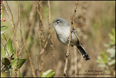 California Gnatcatcher (Polioptila californica)
