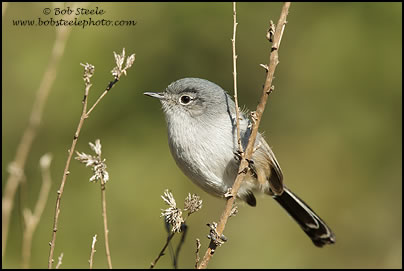California Gnatcatcher (Polioptila californica)