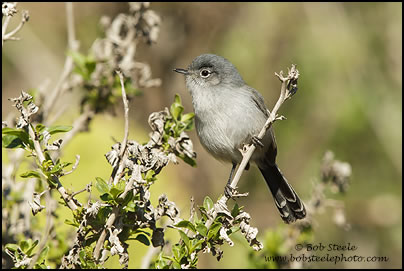 California Gnatcatcher (Polioptila californica)