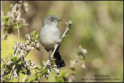 California Gnatcatcher (Polioptila californica)
