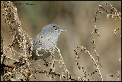 California Gnatcatcher (Polioptila californica)
