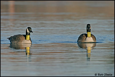 Canada Goose (Branta canadensis)