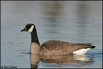 Canada Goose (Branta canadensis)