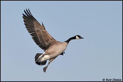 Canada Goose (Branta canadensis)