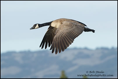 Canada Goose (Branta canadensis)