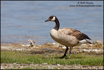 Canada Goose (Branta canadensis)