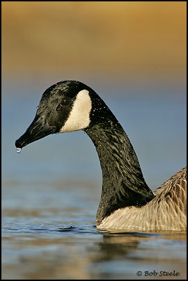 Canada Goose (Branta canadensis)