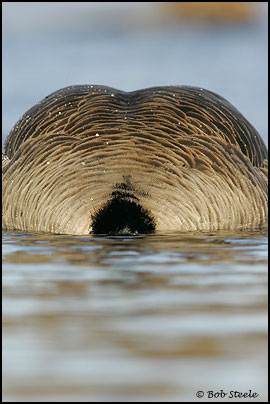 Canada Goose (Branta canadensis)