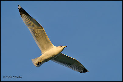 California Gull (Larus californicus)