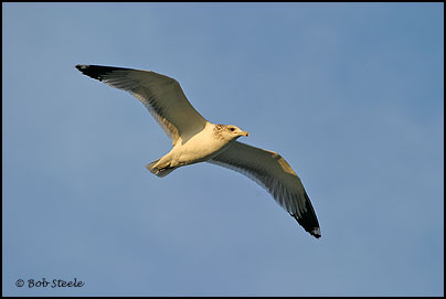 California Gull (Larus californicus)