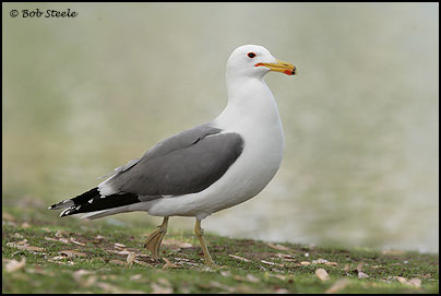 California Gull (Larus californicus)