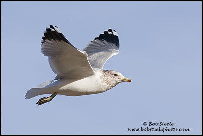 California Gull (Larus californicus)