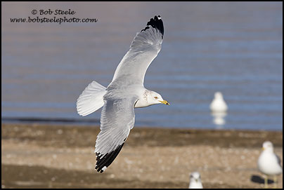 California Gull (Larus californicus)