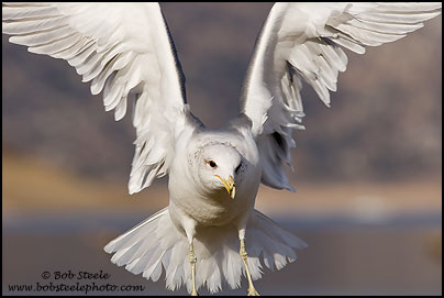 California Gull (Larus californicus)