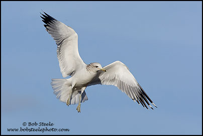 California Gull (Larus californicus)