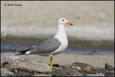 California Gull (Larus californicus)