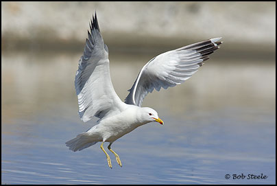 California Gull (Larus californicus)