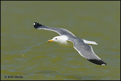 California Gull (Larus californicus)