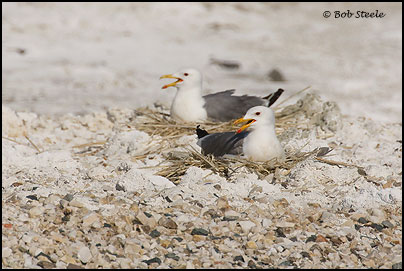 California Gull (Larus californicus)