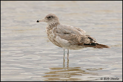 California Gull (Larus californicus)