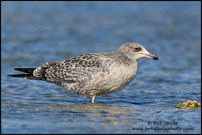 California Gull (Larus californicus)